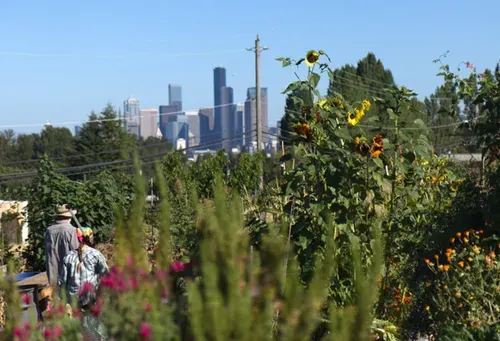 BIPOC-led urban farming efforts plant yesterdays gardens to save tomorrow