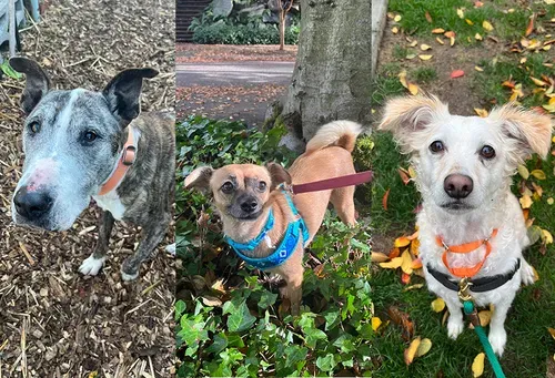 Foster a pet and save a life at the Seattle Animal Shelter