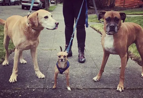 Beastie Girls bring personalized pet care to Capitol Hill and beyond