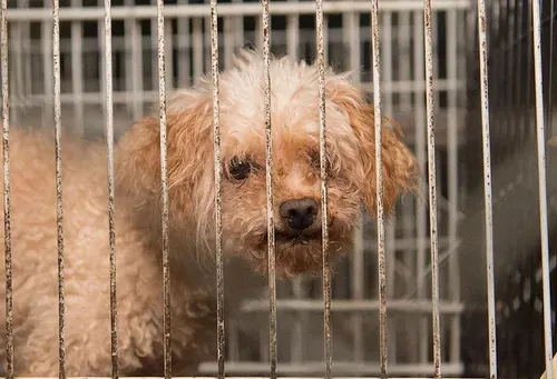 One year after the states new animal abuse law: Whats changed?